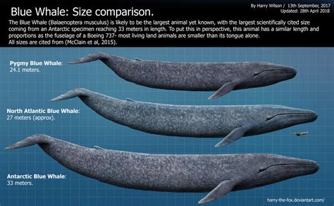Compare blue whale size. Things To Know About Compare blue whale size. 
